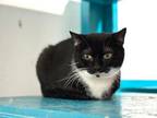 Adopt Kia a Black & White or Tuxedo Domestic Shorthair (short coat) cat in