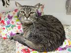 Adopt Inez a Brown Tabby Domestic Shorthair (short coat) cat in Powell