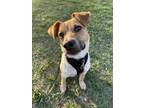 Adopt Dex a White - with Brown or Chocolate Australian Cattle Dog / Mixed dog in