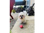 Adopt Coco a White - with Tan, Yellow or Fawn Shih Tzu / Mixed dog in Stockton