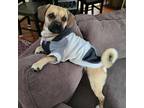 Adopt Titus a Tan/Yellow/Fawn - with Black Pug / Mixed dog in St Jacobs