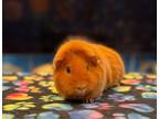 Adopt Goldie a Guinea Pig small animal in Scotts Valley, CA (40745628)