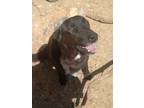 Adopt Farley a Border Collie / Labrador Retriever / Mixed dog in Arkadelphia