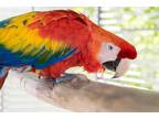 Adopt Rainbow a Macaw bird in Elizabeth, CO (37747325)