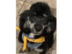 Adopt Marlee a Black - with White English Setter / Poodle (Standard) / Mixed dog