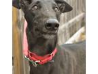 Adopt WRECK IT RIO a Black Greyhound / Mixed dog in Grandville, MI (40752448)