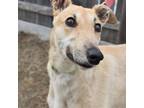 Adopt POPPY a Tan/Yellow/Fawn Greyhound / Mixed dog in Grandville, MI (40752447)