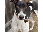 Adopt XT'S OREO a White - with Black Greyhound / Mixed dog in Grandville