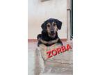 Adopt Zorba a Brown/Chocolate - with Black German Shepherd Dog / Mixed dog in
