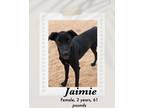 Adopt Jaimie a Black Great Dane dog in Lukeville, AZ (40752046)