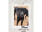 Adopt Thor a Black - with White Great Dane / Labrador Retriever dog in