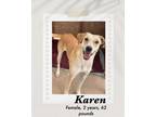 Adopt Karen a Cattle Dog / Great Dane dog in Lukeville, AZ (40752048)