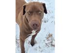 Adopt Morty a Brown/Chocolate Labrador Retriever / Mixed Breed (Medium) dog in