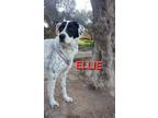 Adopt Ellie a White - with Black Pointer / Mixed dog in Toronto, ON (40751969)