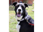 Adopt Chandler a Black Labrador Retriever / Mixed dog in San Antonio