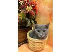 Adopt Austin a Gray or Blue Domestic Shorthair / Mixed Breed (Medium) / Mixed