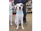 Adopt Hecate a White American Pit Bull Terrier / Mixed Breed (Medium) / Mixed