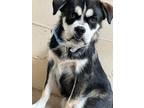 Adopt Oscar a Black Australian Cattle Dog / Mixed dog in Rio Rancho