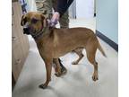 Adopt Kodiak a Brown/Chocolate Mixed Breed (Large) / Mixed dog in Savannah
