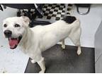 Adopt Glacier a White Mixed Breed (Large) / Mixed dog in Savannah, TN (40751142)