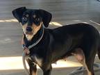 Adopt Beretta a Black Miniature Pinscher / Mixed dog in Broken Arrow