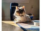 Adopt Hope a Calico or Dilute Calico Domestic Mediumhair (medium coat) cat in