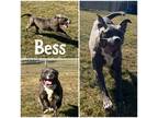 Adopt Bess a Gray/Blue/Silver/Salt & Pepper American Pit Bull Terrier / Mixed