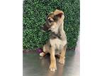 Adopt Tulip* a Black Border Terrier / Mixed dog in El Paso, TX (40750679)
