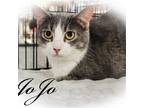 Adopt Jojo a Gray or Blue (Mostly) Domestic Shorthair / Mixed (short coat) cat