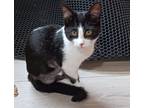 Adopt Nicki a Black & White or Tuxedo Domestic Shorthair (short coat) cat in