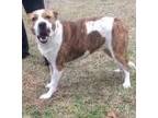 Adopt Bella a Tan/Yellow/Fawn - with White Pit Bull Terrier / Labrador Retriever