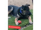 Adopt Max a German Shepherd Dog dog in Anthem, AZ (40338638)