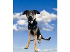 Adopt Max a German Shepherd Dog dog in Anthem, AZ (40338638)