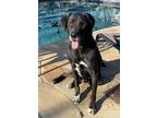 Adopt Jo Jo a Black Labrador Retriever / Mixed dog in Fort Worth, TX (38668880)