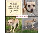 Adopt 2024-02-001 a Terrier (Unknown Type, Small) / Mixed dog in Winder