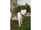 Adopt Lily a White - with Brown or Chocolate American Staffordshire Terrier /