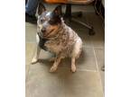 Adopt Cookies N Cream a White Australian Cattle Dog / Mixed dog in El Paso