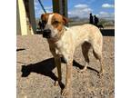 Adopt Bingo* a Brown/Chocolate Blue Heeler / Mixed dog in El Paso, TX (40722574)