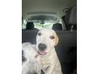 Adopt Jillie MM a Mixed Breed (Medium) dog in San Angelo, TX (40743389)