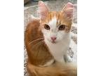 Adopt Mellow a Orange or Red (Mostly) Domestic Mediumhair / Mixed (medium coat)