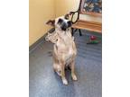 Adopt Tabby a Tan/Yellow/Fawn - with Black Black Mouth Cur / Mixed dog in
