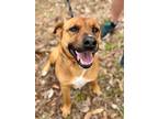 Adopt Francine a Labrador Retriever / Mixed Breed (Medium) / Mixed dog in Saint