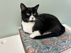 Adopt Pretty Kitty a Domestic Shorthair / Mixed cat in Poughkeepsie