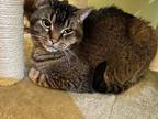 Adopt Maggie a Domestic Shorthair / Mixed cat in Poughkeepsie, NY (40279384)