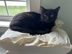 Adopt Nox a Domestic Shorthair / Mixed cat in Poughkeepsie, NY (40333527)