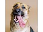 Adopt Scarlett a Brown/Chocolate German Shepherd Dog / Mixed dog in El Paso
