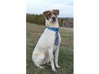 Adopt Rocky - Adoptable a Pointer / Mixed Breed (Medium) / Mixed dog in