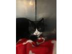 Adopt Lazlo a Domestic Shorthair / Mixed (short coat) cat in Ridgely