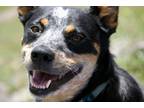 Adopt Ripley a Tricolor (Tan/Brown & Black & White) Australian Cattle Dog /