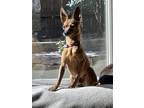 Adopt Papi a Tan/Yellow/Fawn Miniature Pinscher / Mixed dog in San Antonio